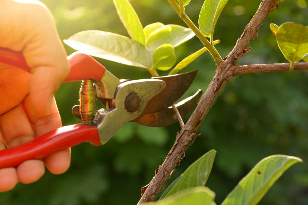 Best Fruit Tree Pruning  in Angola, IN